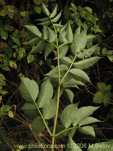 Imágen de Sambucus nigra (Sauco). Haga un clic para aumentar parte de imágen.